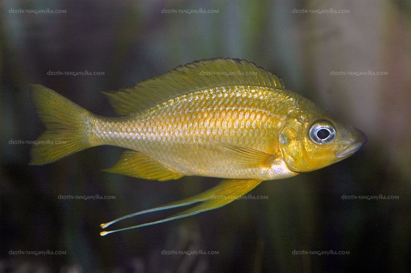 Ophthalmotilapia nasuta 'Kipili'